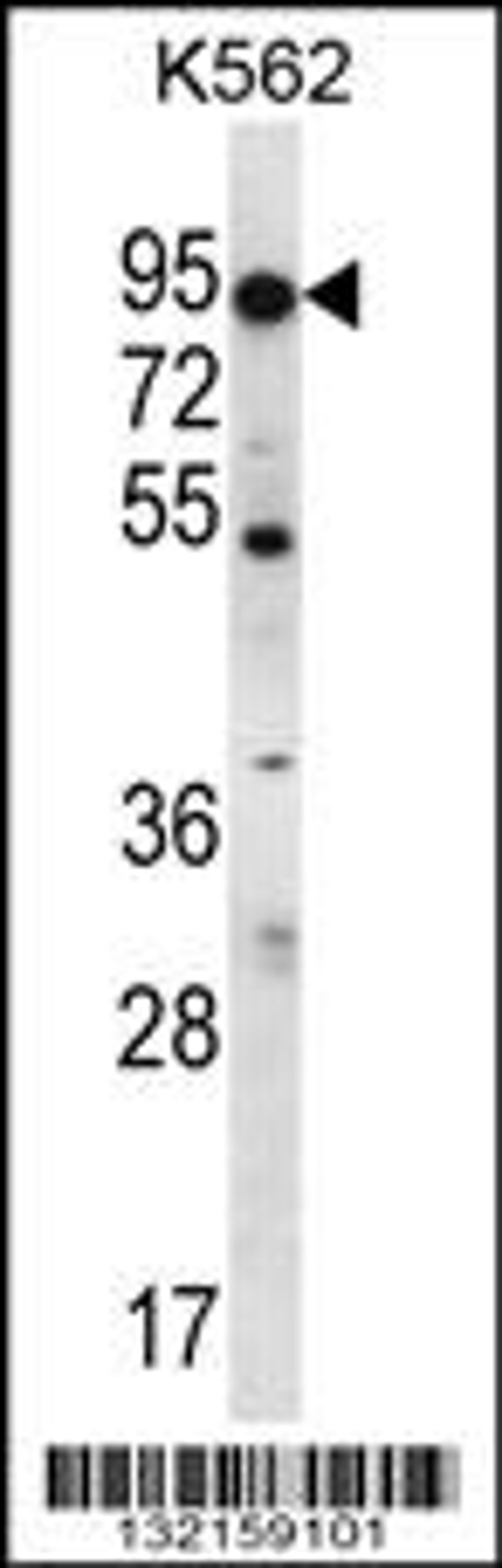 Western blot analysis in K562 cell line lysates (35ug/lane).