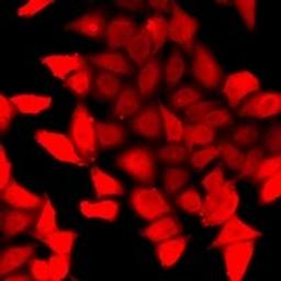 Immunofluorescent analysis of MCF7 cells using PSMA3 antibody