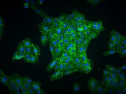 Immunocytochemistry/Immunofluorescence: EGLN3/PHD3 Antibody [NB100-303] - analysis of PHD3 in ARPE-19 cells using anti-PHD3 antibody. Image from verified customer review.