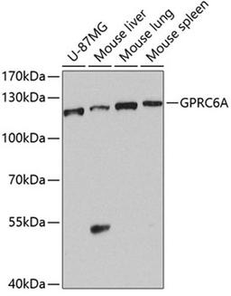 Western blot - GPRC6A antibody (A8525)