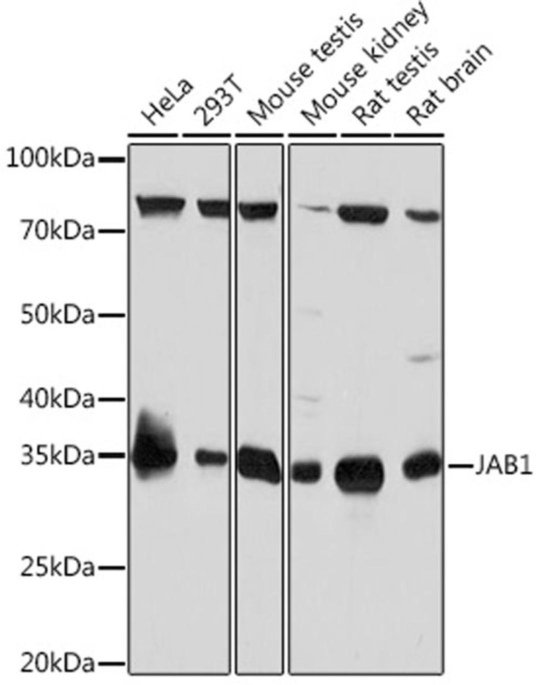 Western blot - JAB1 Rabbit mAb (A4087)