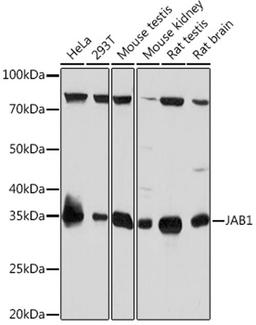 Western blot - JAB1 Rabbit mAb (A4087)