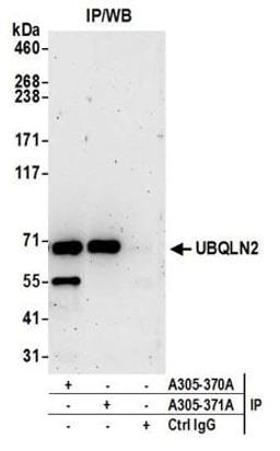 Detection of human UBQLN2 by western blot of immunoprecipitates.