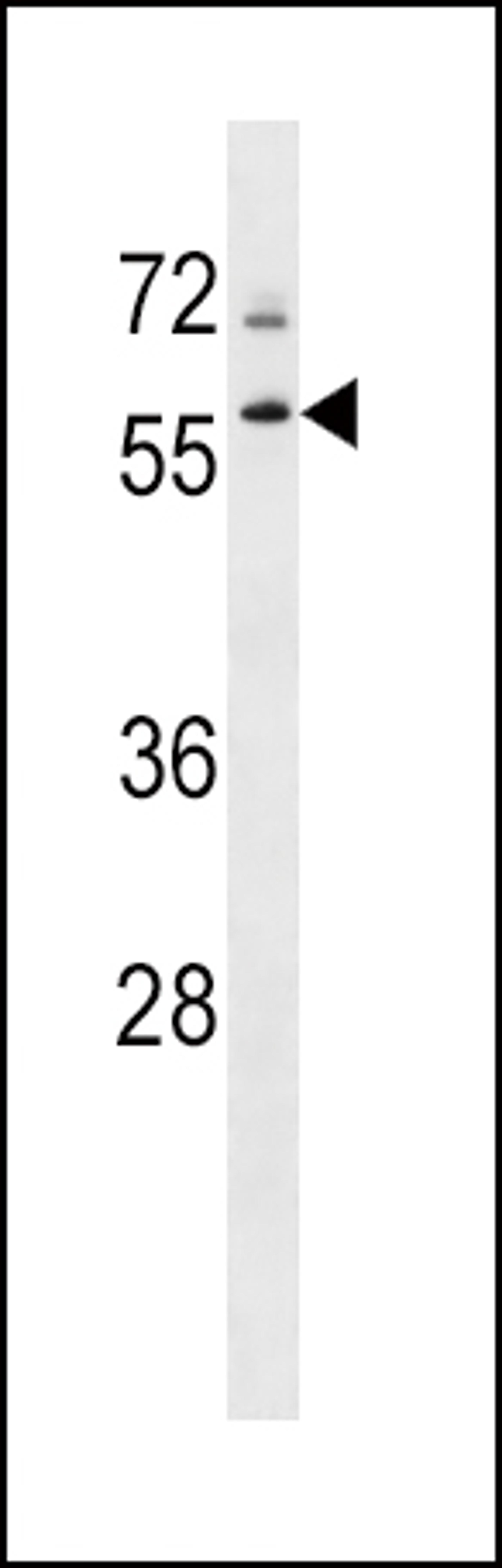 Western blot analysis in K562 cell line lysates (35ug/lane).