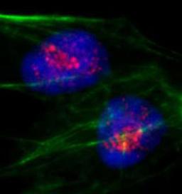 Detection of human PAF49 by immunocytochemistry.