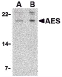 Western blot analysis of AES in 293 cell lysate with AES antibody at (A) 2 and (B) 4 &#956;g/mL.