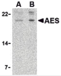 Western blot analysis of AES in 293 cell lysate with AES antibody at (A) 2 and (B) 4 μg/mL.