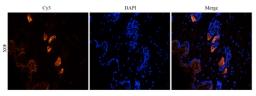 Immunofluorescence analysis of mouse skin tissue using VEGFR3 antibody (5 ug/ml)