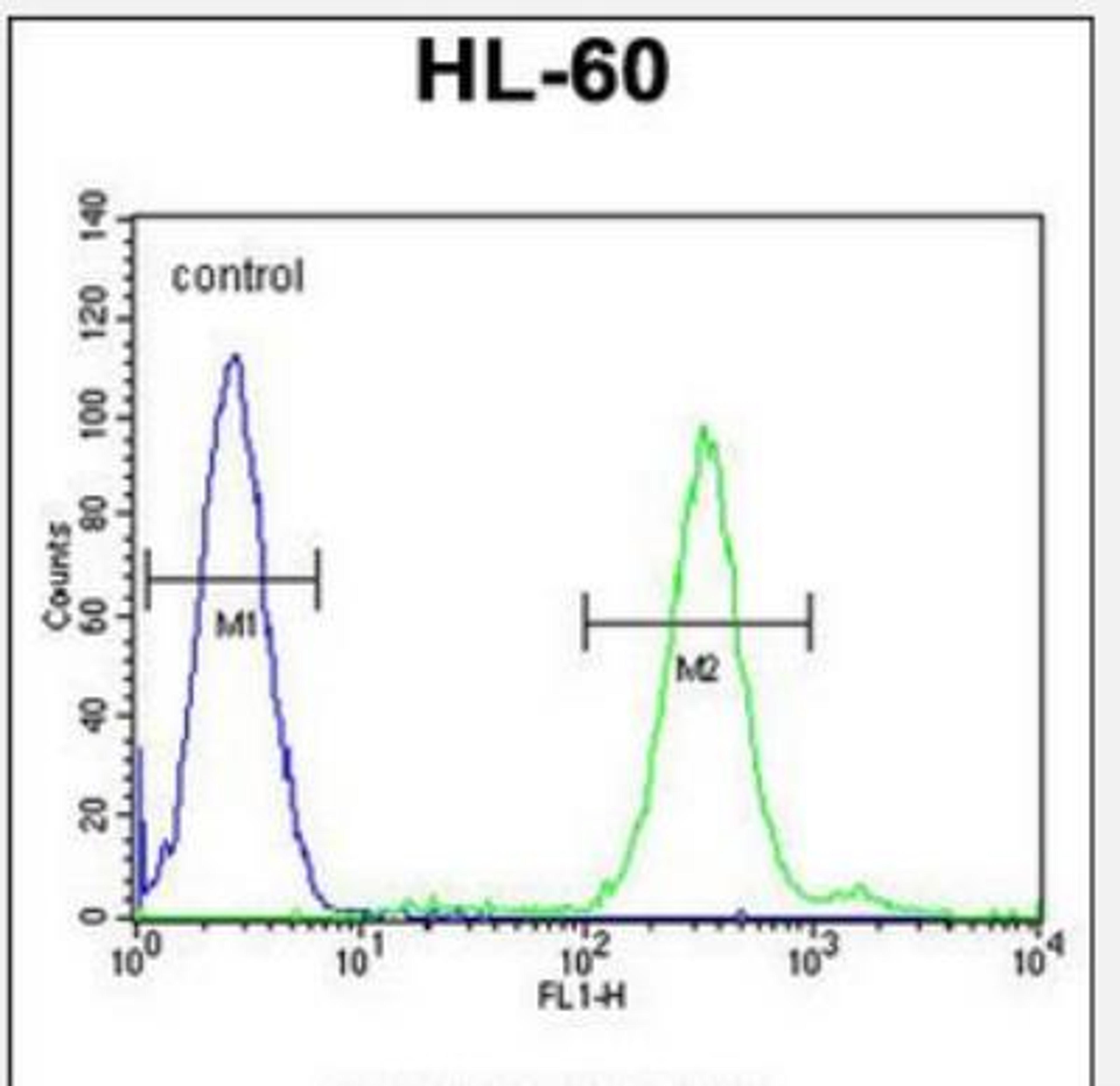 Flow Cytometry: CNIH2 Antibody [NBP2-30001] - Flow cytometric analysis of HL-60 cells (right histogram) compared to a negative control cell (left histogram).FITC-conjugated goat-anti-rabbit secondary antibodies were used for the analysis.