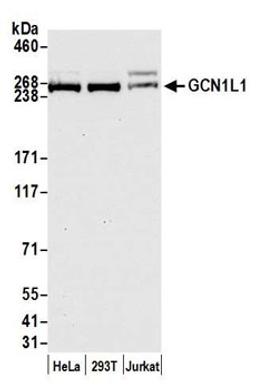 Detection of human GCN1L1 by western blot.