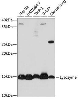 Western blot - Lysozyme Rabbit mAb (A0641)