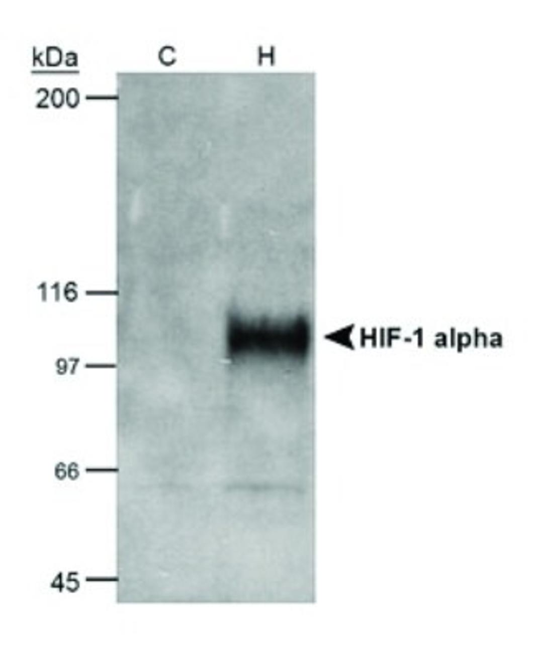 Western Blot: HIF-1 alpha Antibody (H1alpha67) [NB100-105] - Analysis using the HRP conjugate of NB100-105. Detection of 50ug cobalt chloride induced COS-7 nuclear extracts (NB800-PC26) using NB100-105.