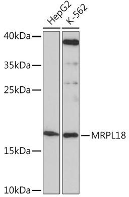 Western blot - MRPL18 Rabbit pAb (A16231)