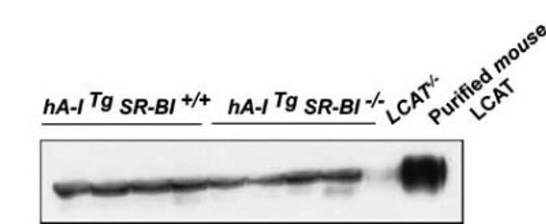 Western Blot: LCAT Antibody [NBP1-05950] - Analysis of plasma LCAT protein mass. Plasma samples (0.2ul) from four hA-I Tg mice, four hA-I Tg SR-BI -/- mice, a LCAT-/- mouse, and purified mouse LCAT were fractionated on SDS-PAGE, and LCAT was detected by Western blot analysis using rabbit antiserum against mouse LCAT.