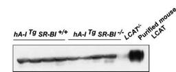 Western Blot: LCAT Antibody [NBP1-05950] - Analysis of plasma LCAT protein mass. Plasma samples (0.2ul) from four hA-I Tg mice, four hA-I Tg SR-BI -/- mice, a LCAT-/- mouse, and purified mouse LCAT were fractionated on SDS-PAGE, and LCAT was detected by Western blot analysis using rabbit antiserum against mouse LCAT.