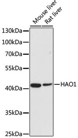 Western blot - HAO1 antibody (A6470)