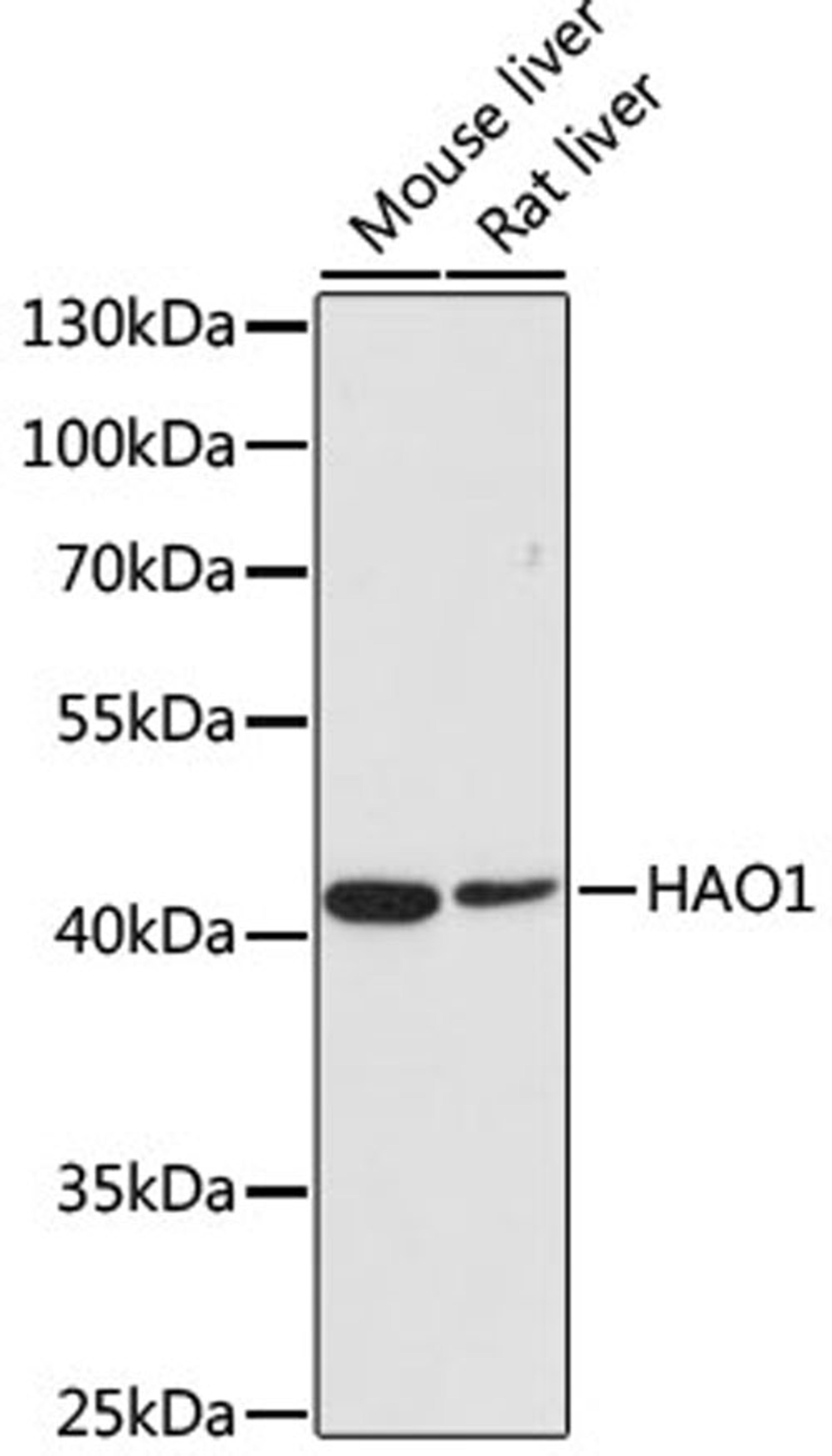 Western blot - HAO1 antibody (A6470)