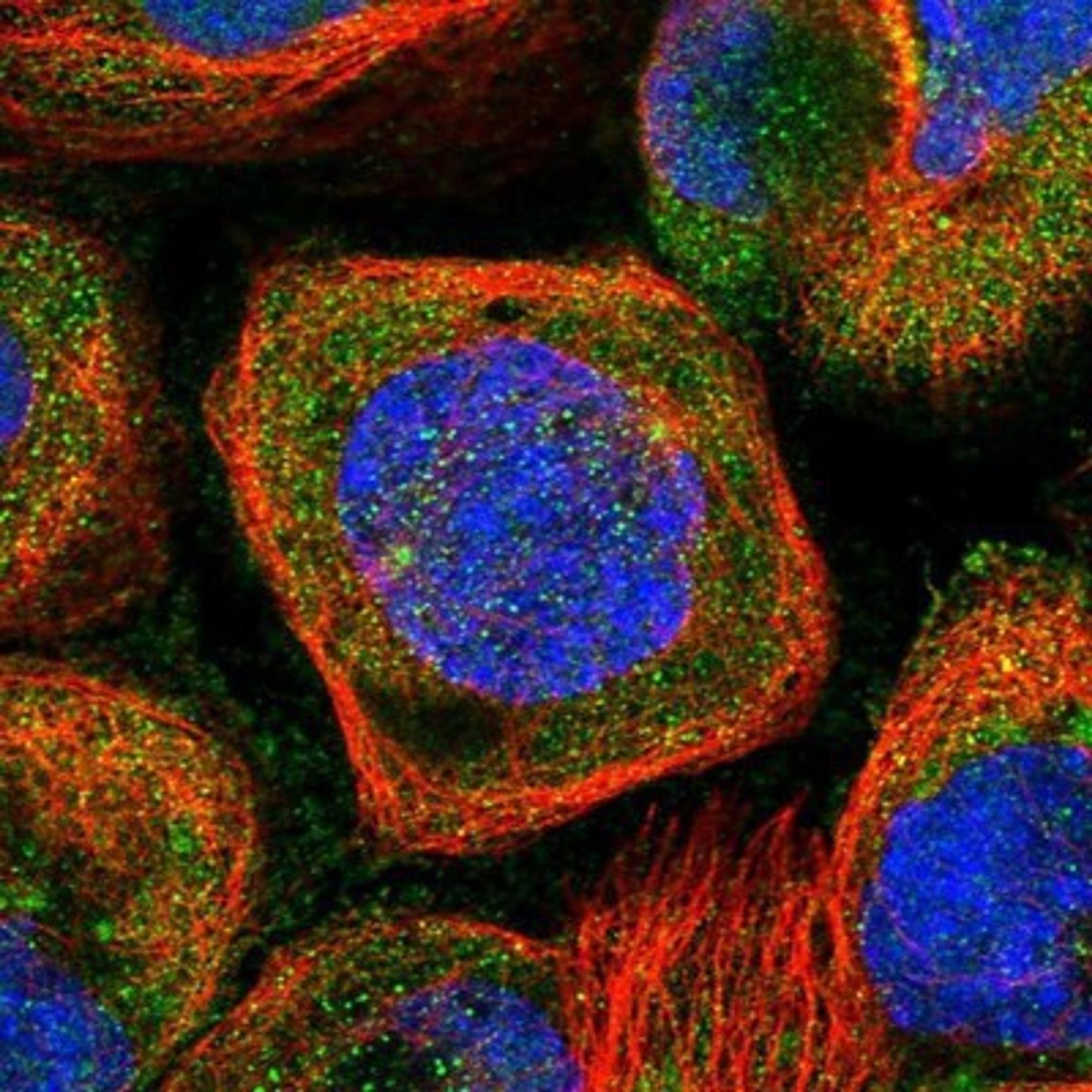 Immunocytochemistry/Immunofluorescence: MYCBP Antibody [NBP1-89101] - Staining of human cell line A-431 shows positivity in cytoplasm & centrosome.