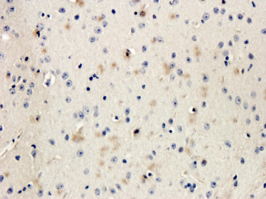 IHC-P image of mouse brain tissue using anti-DDX4 (dilution of primary antibody at 2.5 ug/ml)