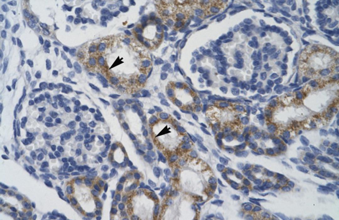 Antibody used in IHC on Human kidney.