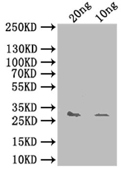 Western Blot. Positive WB detected in: recombinant protein. All lanes: yhaK Antibody at 1:1000. Secondary. Goat polyclonal to rabbit IgG at 1/50000 dilution. Predicted band size: 31 kDa. Observed band size: 31 kDa.