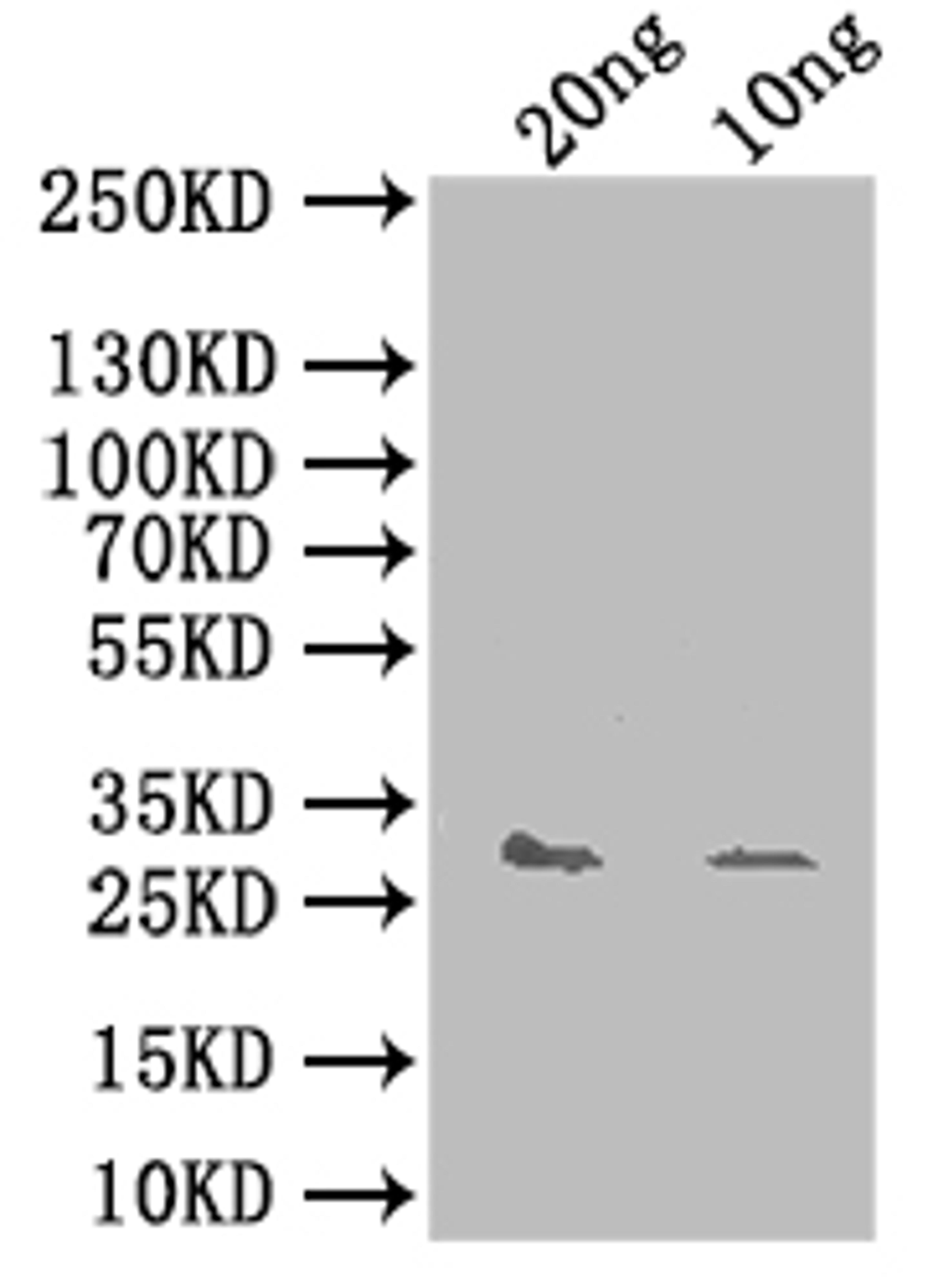 Western Blot. Positive WB detected in: recombinant protein. All lanes: yhaK Antibody at 1:1000. Secondary. Goat polyclonal to rabbit IgG at 1/50000 dilution. Predicted band size: 31 kDa. Observed band size: 31 kDa.