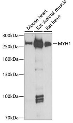 Western blot - MYH1 antibody (A6935)