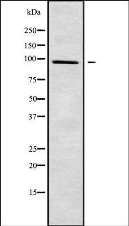 Western blot analysis of 293 whole cell lysates using PLA2G4F antibody