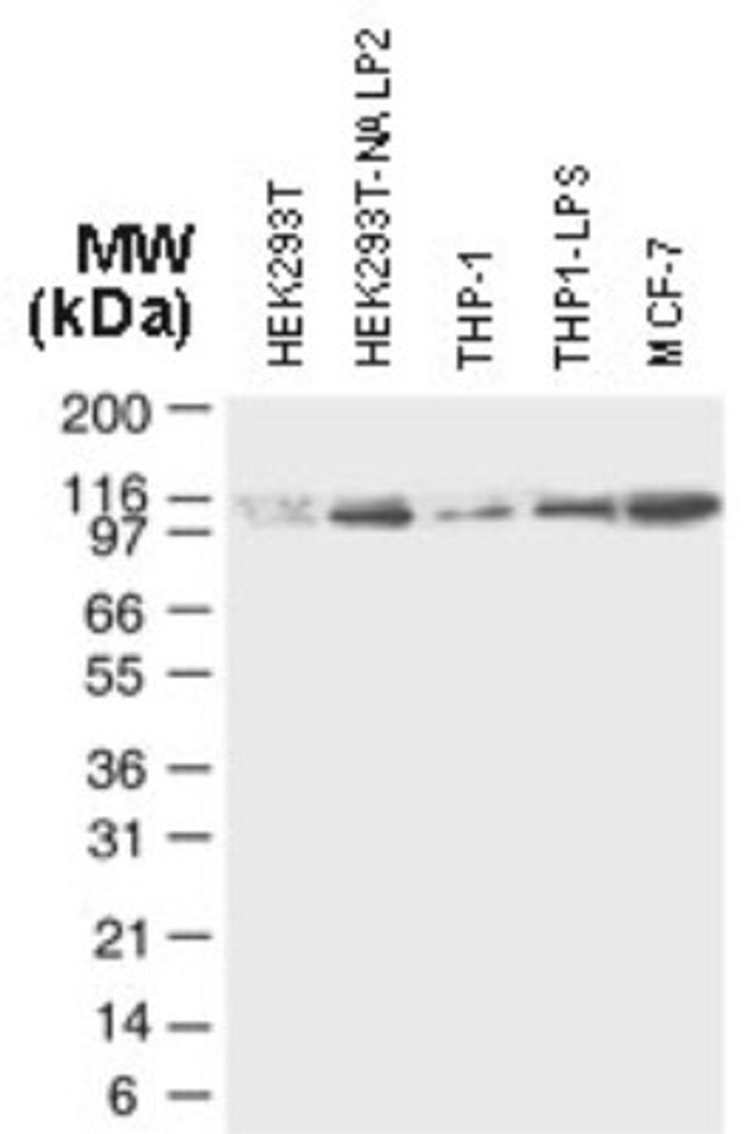 Western Blot: NALP2 Antibody [NB100-56155] - analysis of NALP2 using NALP2 antibodyat 1:2000. HEK293T: mock transfected cells, HEK293T-NALP2:NALP2 transiently transfected cells; THP-1: untreated cells; THP1-LPS: cells treated with 1 ug/ml LPS for4h. MCF-7: untreated cells.