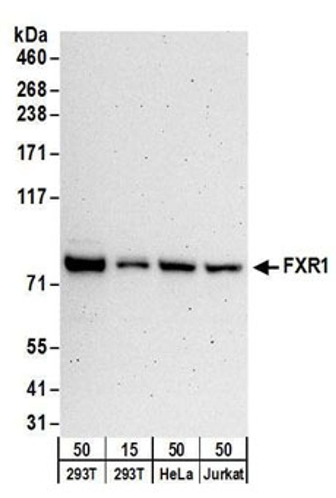 Detection of human FXR1 by western blot.