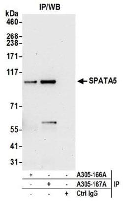 Detection of human SPATA5 by western blot of immunoprecipitates.