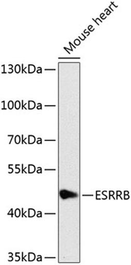 Western blot - ESRRB antibody (A8416)