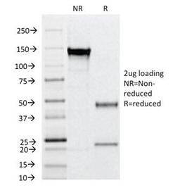 SDS-PAGE Analysis of Purified, BSA-Free CD31 Antibody (clone C31.12). Confirmation of Integrity and Purity of the Antibody.