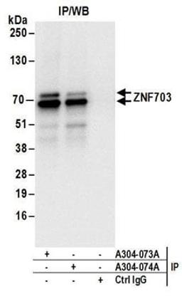 Detection of human ZNF703 by western blot of immunoprecipitates.