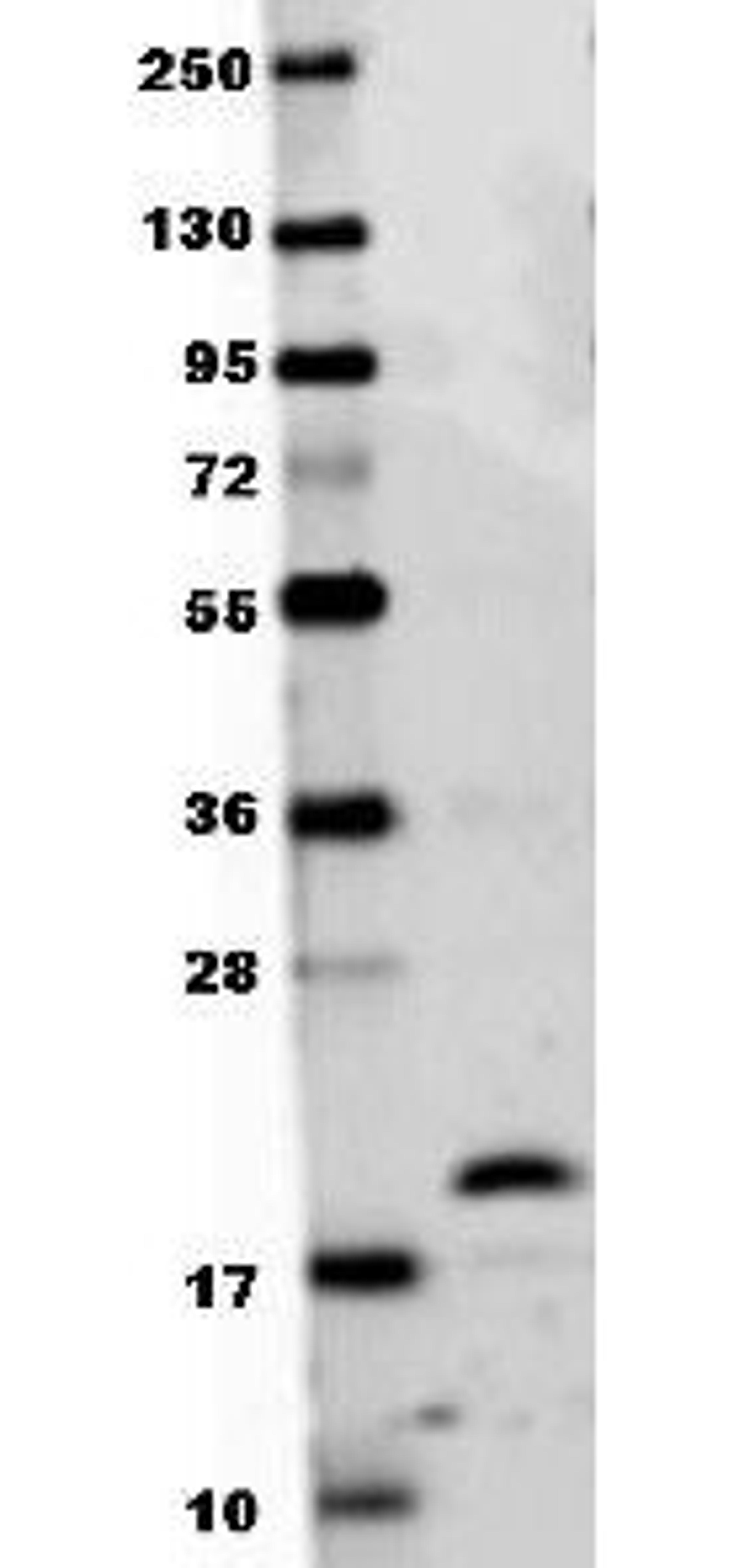 Western blot analysis of transferred to nitrocellulose using RANK-L antibody