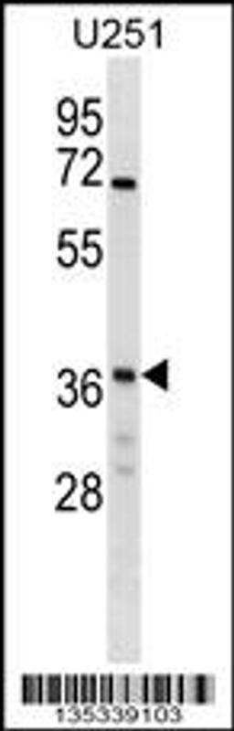 Western blot analysis in U251 cell line lysates (35ug/lane).