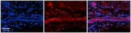 Immunohistochemistry: FOLR1 Antibody [NBP1-69363] - Human Adult liver Observed Staining: Cytoplasmic,Membrane in bile ducts not in hepatocytes Primary Antibody Concentration: 1 : 600 Secondary Antibody: Donkey anti-Rabbit-Cy2/3 Secondary Antibody Concentration: 1 : 200 Magnification: 20X Exposure Time: 0.5 2.0 secProtocol located in Reviews and Data.