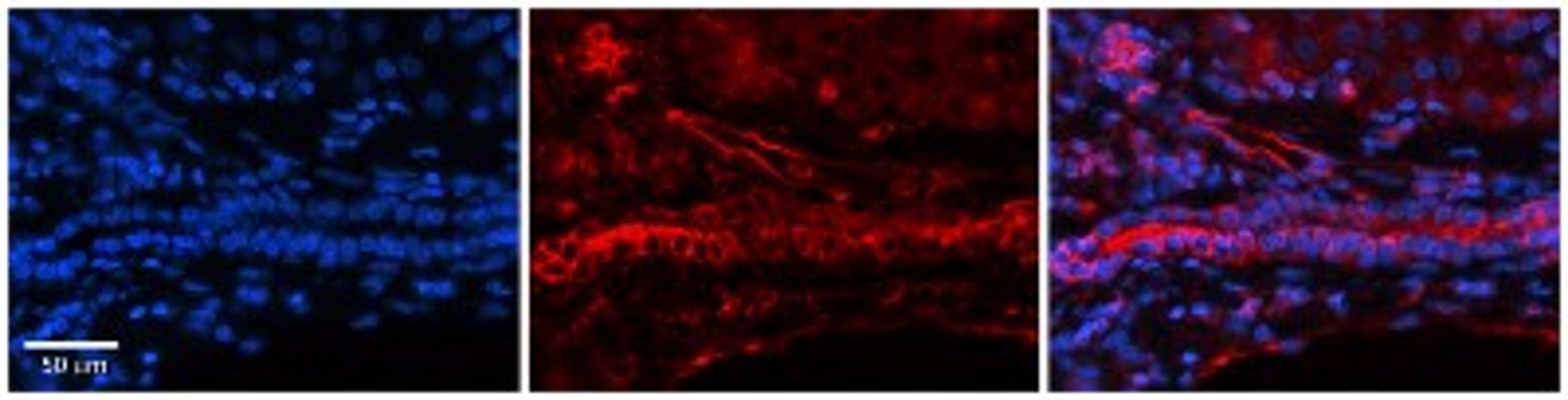 Immunohistochemistry: FOLR1 Antibody [NBP1-69363] - Human Adult liver Observed Staining: Cytoplasmic,Membrane in bile ducts not in hepatocytes Primary Antibody Concentration: 1 : 600 Secondary Antibody: Donkey anti-Rabbit-Cy2/3 Secondary Antibody Concentration: 1 : 200 Magnification: 20X Exposure Time: 0.5 2.0 secProtocol located in Reviews and Data.