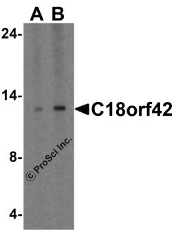 Western blot analysis of C18orf42 in HeLa cell lysate with C18orf42 antibody at 1 &#956;g/ml.