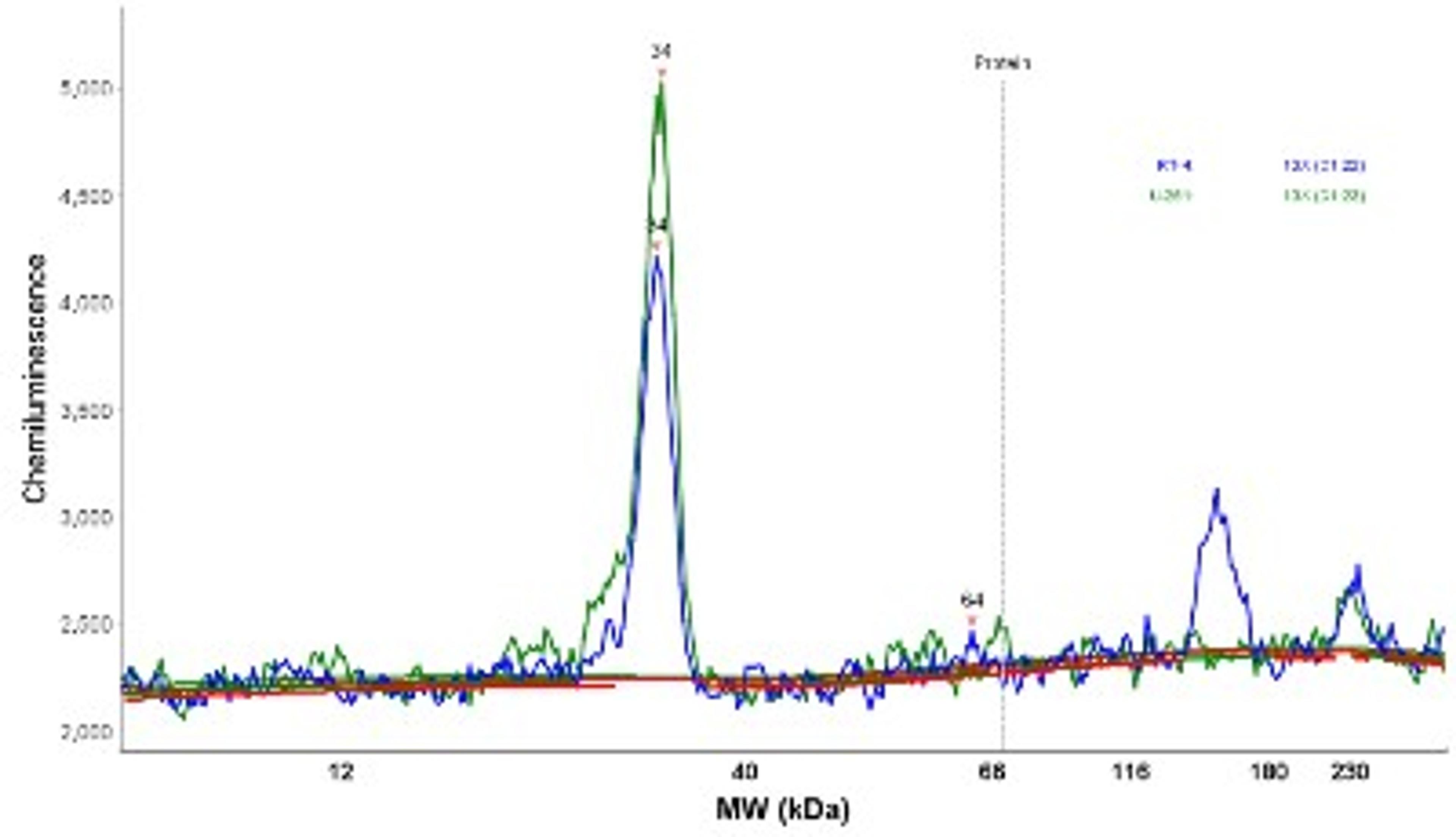 Simple Western: SKAP Antibody [NBP1-94007] - Electropherogram image(s) of corresponding Simple Western lane view. SKAP antibody was used at 1:20 dilution on RT-4 and U-251MG lysate(s).