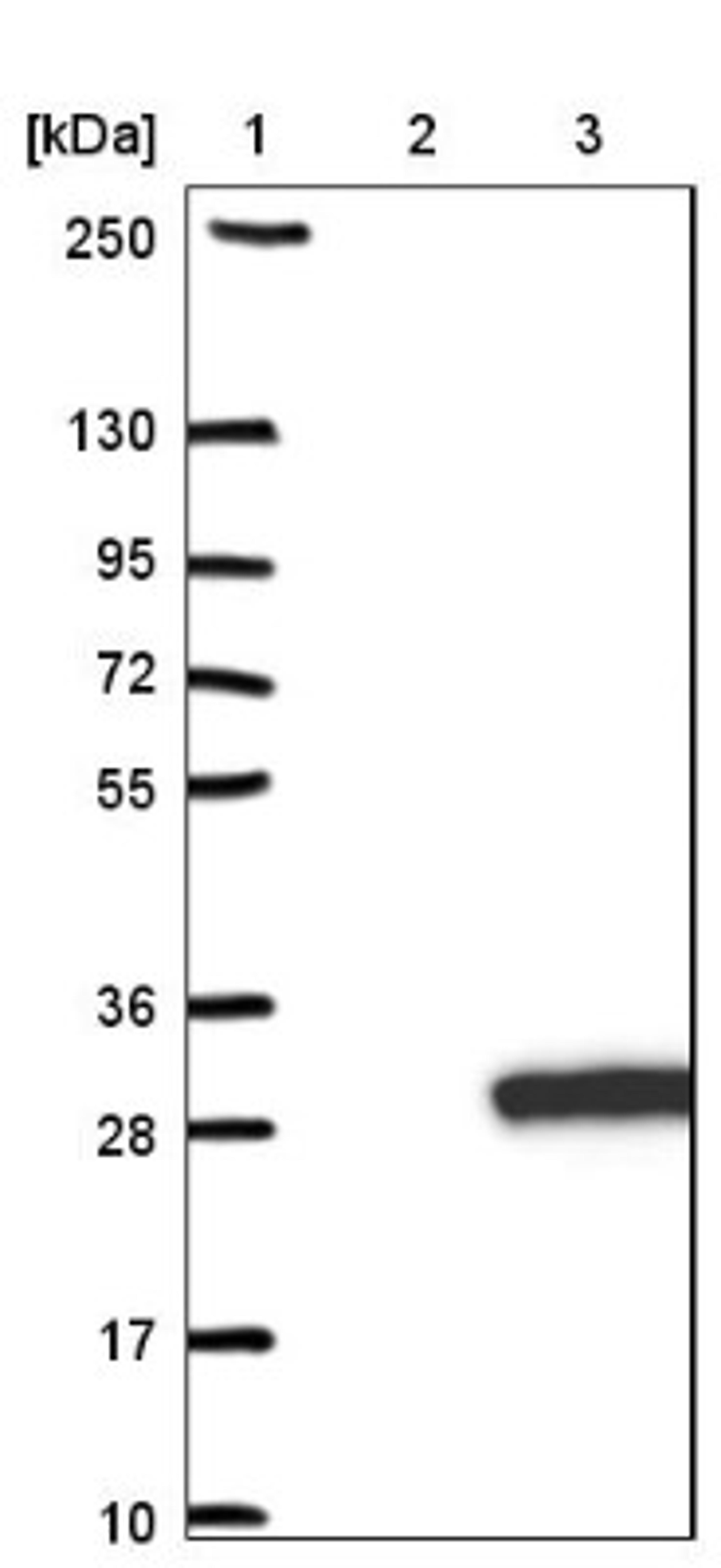 Western Blot: RABL5 Antibody [NBP1-84098] - Lane 1: Marker [kDa] 250, 130, 95, 72, 55, 36, 28, 17, 10<br/>Lane 2: Negative control (vector only transfected HEK293T lysate)<br/>Lane 3: Over-expression lysate (Co-expressed with a C-terminal myc-DDK tag (~3.1 kDa) in mammalian HEK293T cells, LY411566)