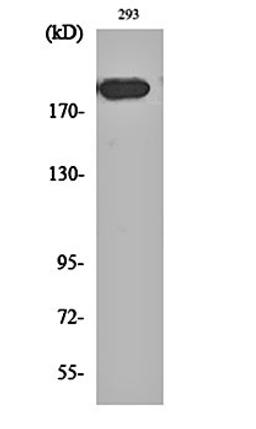 Western blot analysis of 293 cell lysates using Endo180 antibody