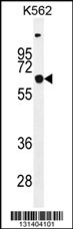 Western blot analysis in K562 cell line lysates (35ug/lane).