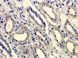 Immunohistochemical staining of paraffin embedded pig kidney tissue using anti-GPR55 (primary antibody at 1: 100)