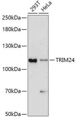 Western blot - TRIM24 antibody (A10546)