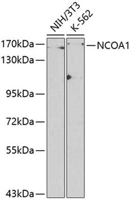 Western blot - NCOA1 antibody (A1128)