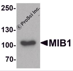 Western blot analysis of MIB1 in A431 cell lysate with MIB1 antibody at 1 &#956;g/ml.