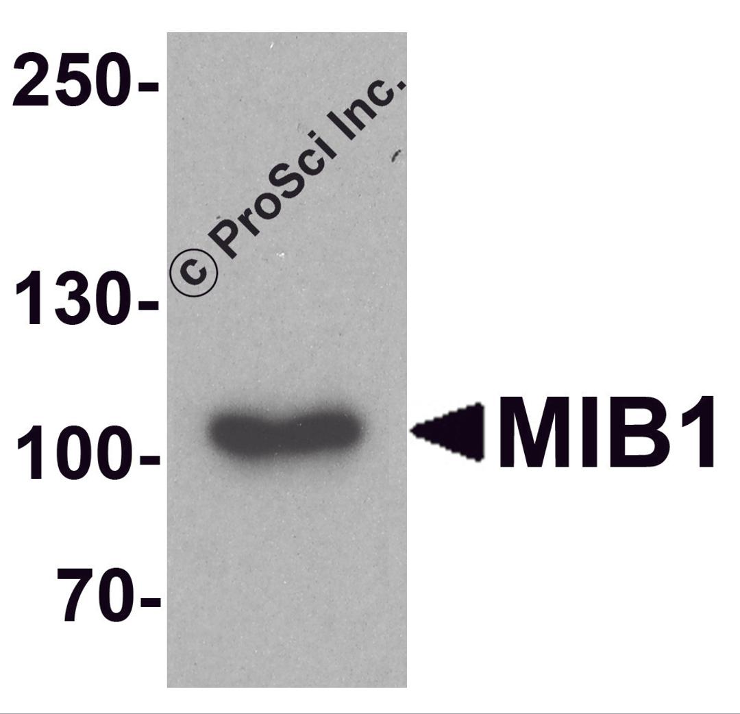 Western blot analysis of MIB1 in A431 cell lysate with MIB1 antibody at 1 μg/ml.