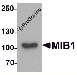 Western blot analysis of MIB1 in A431 cell lysate with MIB1 antibody at 1 μg/ml.