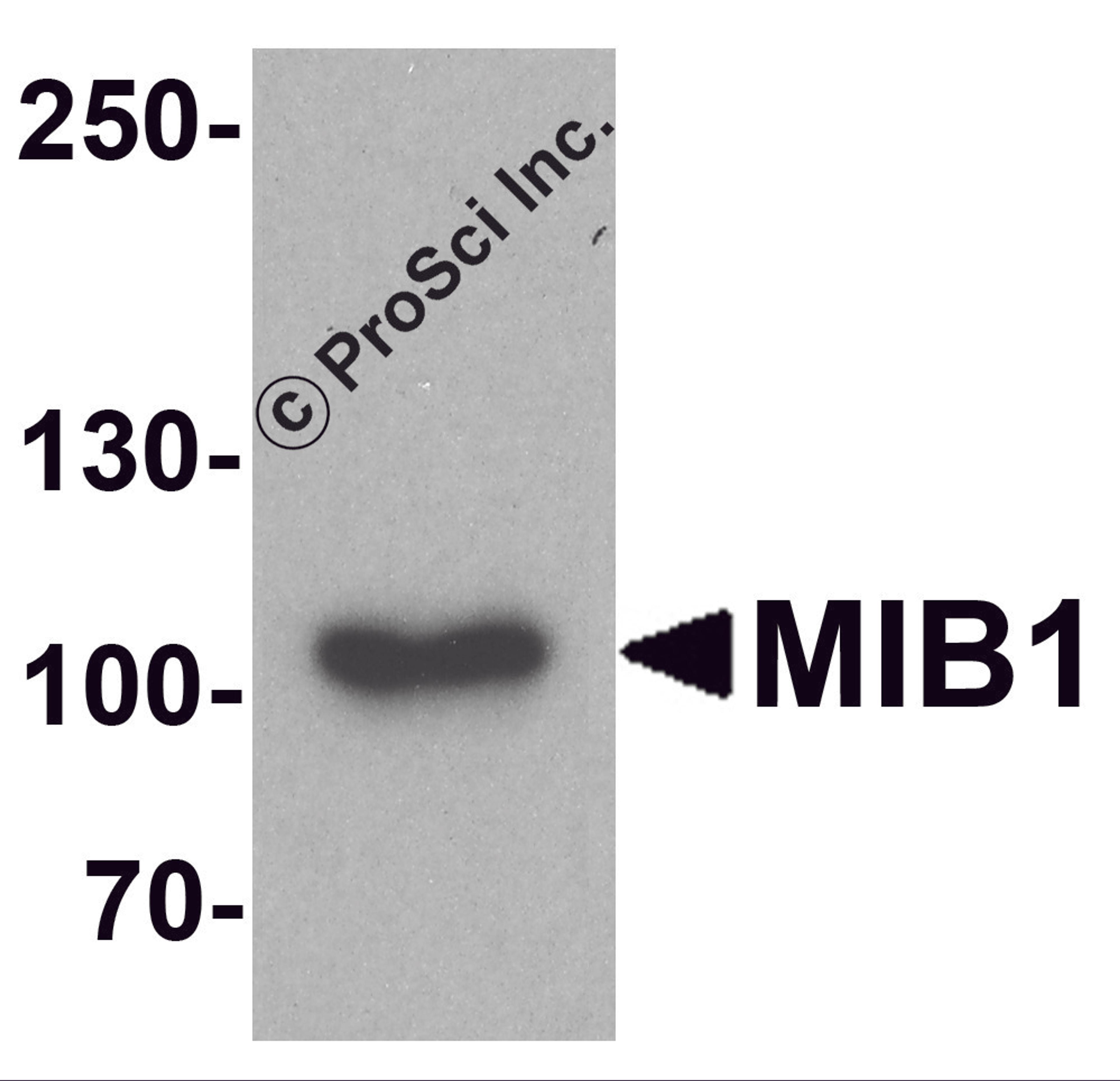 Western blot analysis of MIB1 in A431 cell lysate with MIB1 antibody at 1 μg/ml.